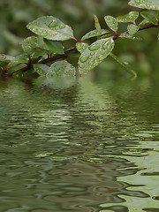 Image showing Reflected Foliage