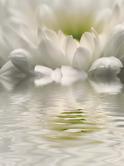 Image showing Chrysanthemum Reflection