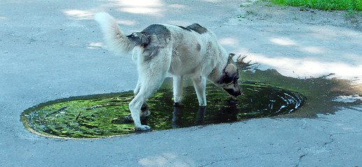 Image showing Big dog slaking its thirst in pool