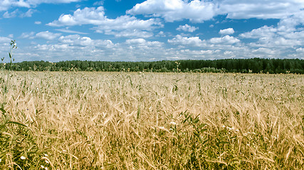 Image showing Field of rye