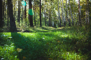 Image showing Forest in the early morning