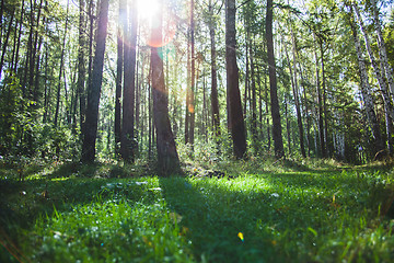 Image showing Forest in the early morning