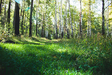 Image showing Forest in the early morning