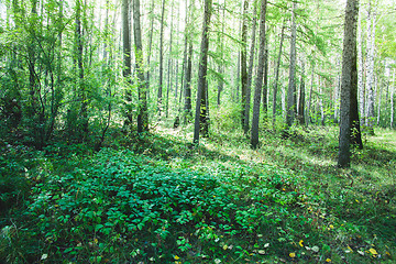 Image showing Forest in the early morning