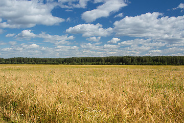 Image showing Field of rye