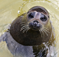 Image showing Seal