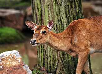 Image showing Red deer