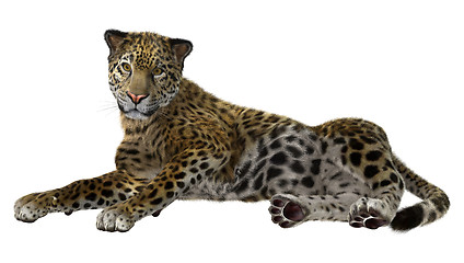 Image showing Big Cat Jaguar