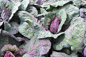 Image showing Red cabbage