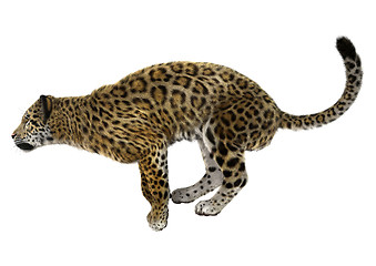 Image showing Big Cat Jaguar