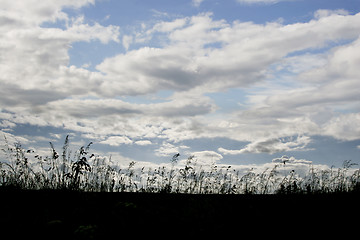 Image showing Grasses