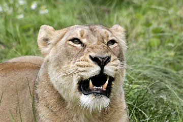 Image showing Lioness roaring