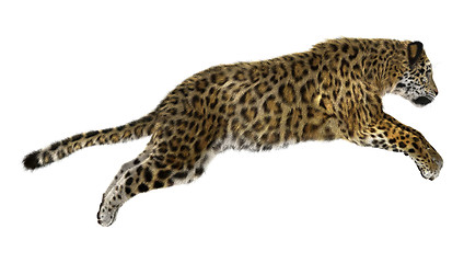 Image showing Big Cat Jaguar