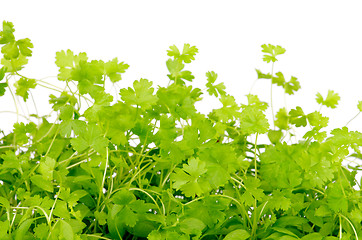 Image showing Fresh Parsley