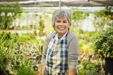 Image showing A day in a green house