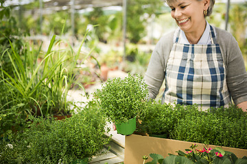 Image showing Choosing fresh herbs