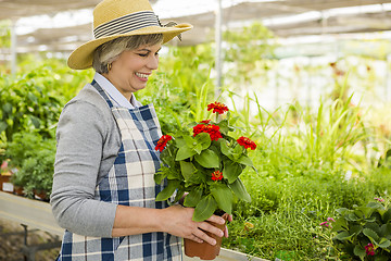 Image showing A day in a green house