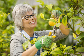 Image showing Taking care of lemon tree