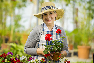 Image showing A day in a green house