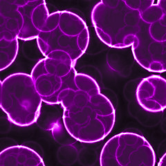 Image showing Cells