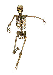 Image showing Human Skeleton