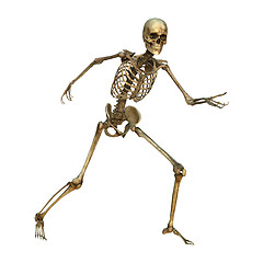 Image showing Human Skeleton