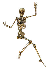 Image showing Human Skeleton