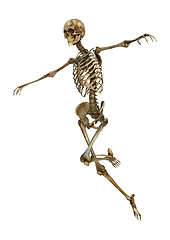 Image showing Human Skeleton