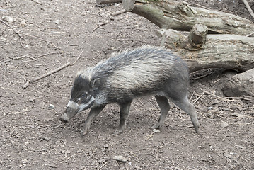 Image showing Visayan Warty Pig