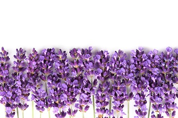 Image showing Frame with lavender