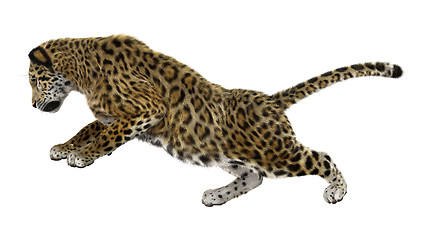 Image showing Big Cat Jaguar