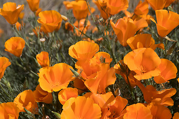 Image showing Antelope Valley Poppy Reserve, California, USA