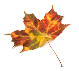Image showing Multicolor autumnal maple-leaf