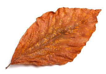 Image showing Dry autumn leaf of magnolia on white background