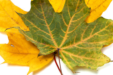 Image showing Two autumn maple-leafs