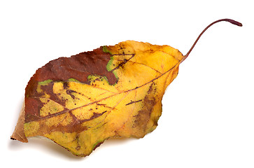 Image showing Dried yellowed autumn leaf