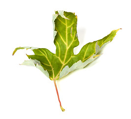 Image showing Yellowing maple leaf