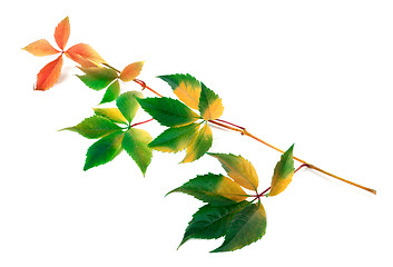 Image showing Multicolor yellowed twig of grapes leaves