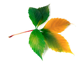 Image showing Multicolor virginia creeper leaf