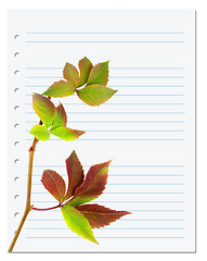 Image showing Exercise book with multicolor virginia creeper twig