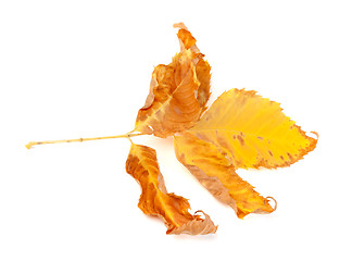 Image showing Dried yellow ash-tree leaf on white background