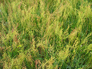 Image showing high green grass in the field