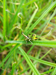 Image showing Green grasshopper on the green blade