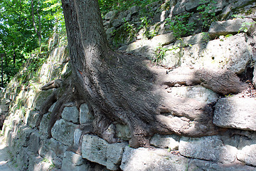 Image showing huge roots of the tree growing outside