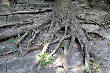 Image showing huge roots of the tree growing outside