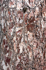 Image showing pine bark