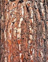 Image showing pine bark