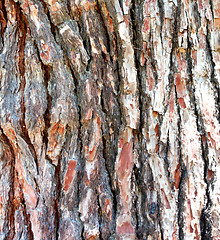 Image showing pine bark