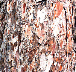 Image showing pine bark