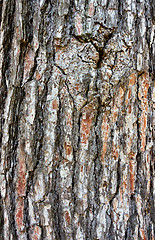 Image showing pine bark